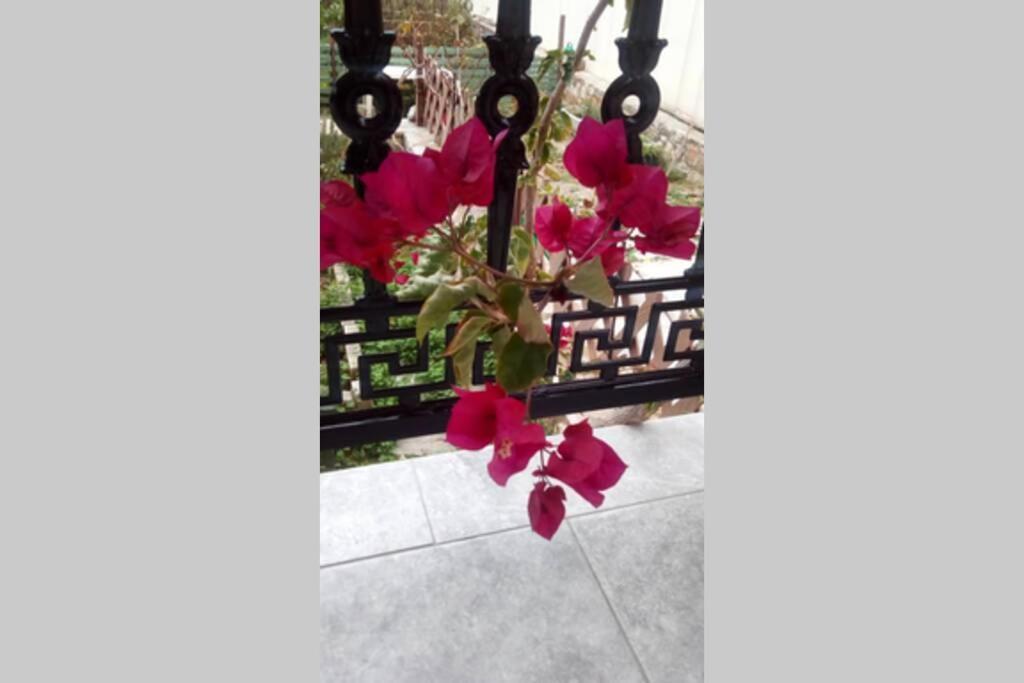 Meandros Apartment Garden View Skopelos Town Exterior photo
